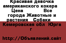 Красивая девочка американского кокера › Цена ­ 35 000 - Все города Животные и растения » Собаки   . Кемеровская обл.,Юрга г.